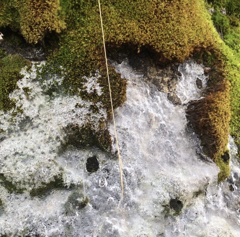 snow algae climate sustainability